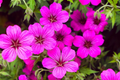 Geranium Seeds - Magenta Marvel (100+ Seeds) Non-GMO