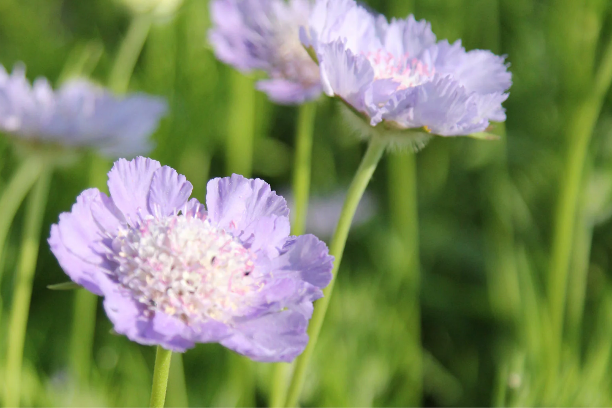 Blush Scabiosa Seeds (Scabiosa atropurpurea) - 75+ Seeds, Annual Flower