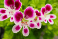 Geranium Seeds 100+ Pack Pelargonium Pelargonium | Non-GMO Annual Seed