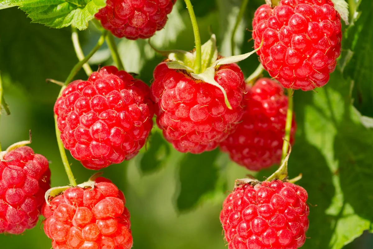 Sweetheart Raspberry Seeds - Rubus idaeus - Non-GMO, 125/300/750 Seeds