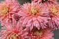 Blush Burst Mum Seeds - Chrysanthemum morifolium - 200+ Seeds - Annual Pink Blooms