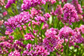 Statice Seeds - Passion Pink (Limonium sinuatum) - 85 Non-GMO Seeds