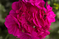 Geranium Seeds Cascade Violet - 100+ Non-GMO Pelargonium zonale Seeds