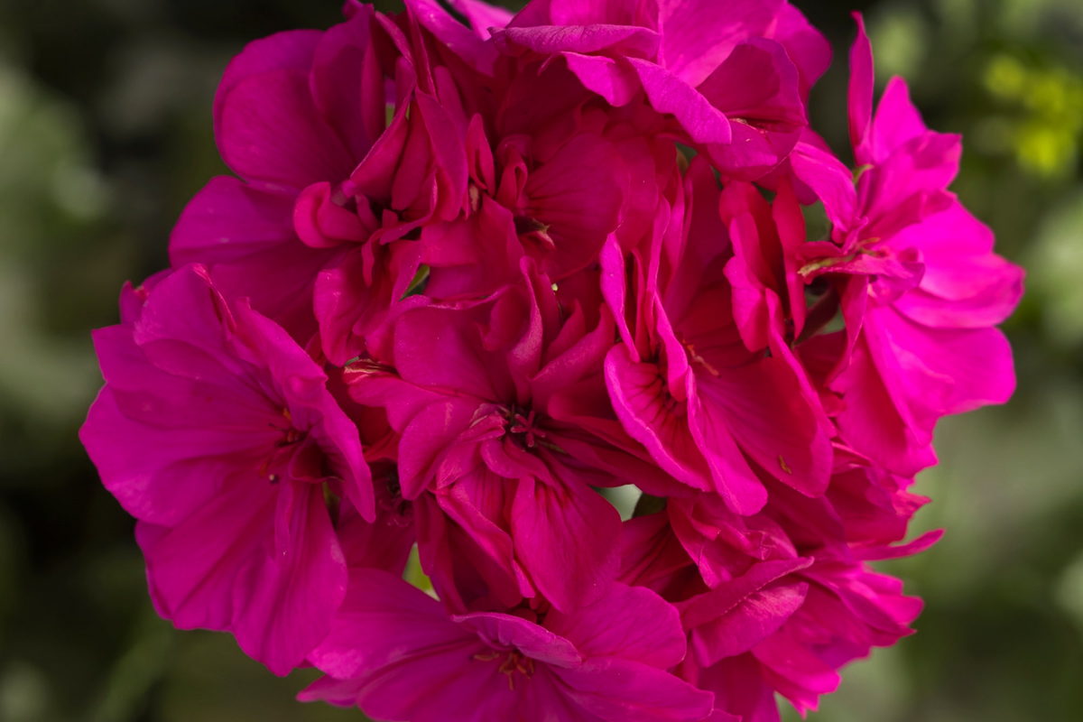 Geranium Seeds Cascade Violet - 100+ Non-GMO Pelargonium zonale Seeds