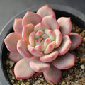Echeveria Ariel – Rare Bare Root Succulent 2–3" | Easy Care