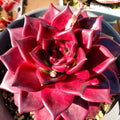 Echeveria Agavoides v. Romeo Rubin - 2.5" Bare Root (Rare Red Echeveria) | Easy-Care Succulent