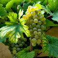 5 Unrooted Cold-Hardy Grape Cuttings for Zone 3 | Perennial Clones, Sweet Large Fruit