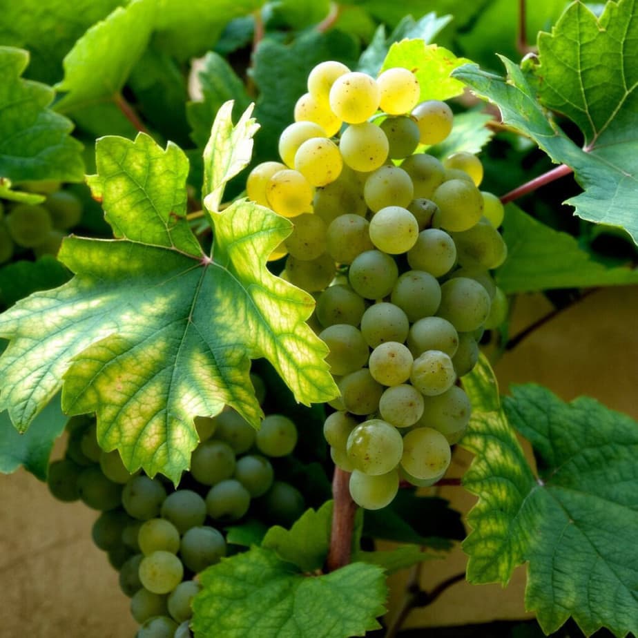 5 Unrooted Cold-Hardy Grape Cuttings for Zone 3 | Perennial Clones, Sweet Large Fruit