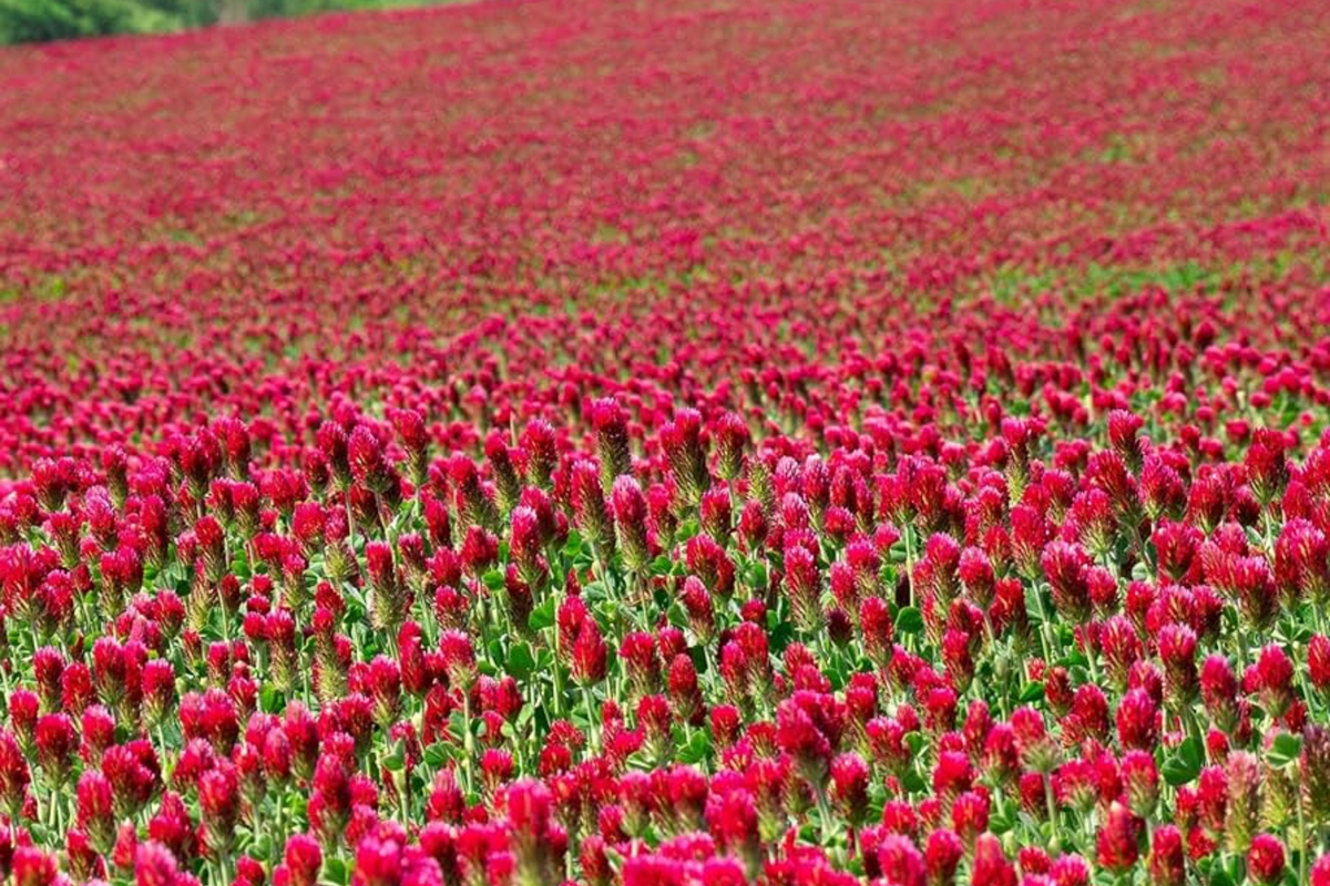 Crimson Clover Cover Crop Seeds - Non-GMO Heirloom - Inoculated for Planting - Trifolium incarnatum