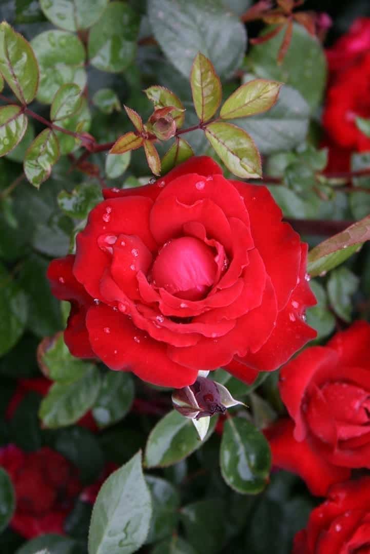 Black Cherry Rosa Cuttings (3 Unrooted) — Deep Red, Nearly Black Roses for Rooting & Grafting