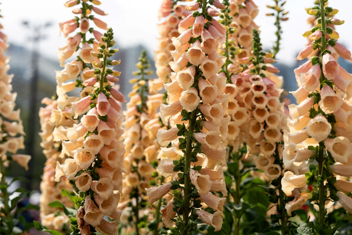 Apricot Beauty Foxglove Seeds - Non-GMO Flower Seeds - Digitalis purpurea - Free Shipping