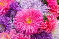 California Aster Seeds | Non-GMO Giants of California Variety | Free Shipping | Aster spp.