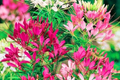 Mixed Colors Cleome Seeds - Non-GMO Flower Seeds for Garden - Cleome hassleriana