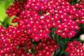 Red Yarrow Seeds 500-10,000 Non-GMO Medicinal Herb (Achillea millefolium)