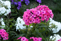 Brilliant Phlox Seeds | Flower Seeds | Vibrant Colors | Phlox paniculata | Free Shipping