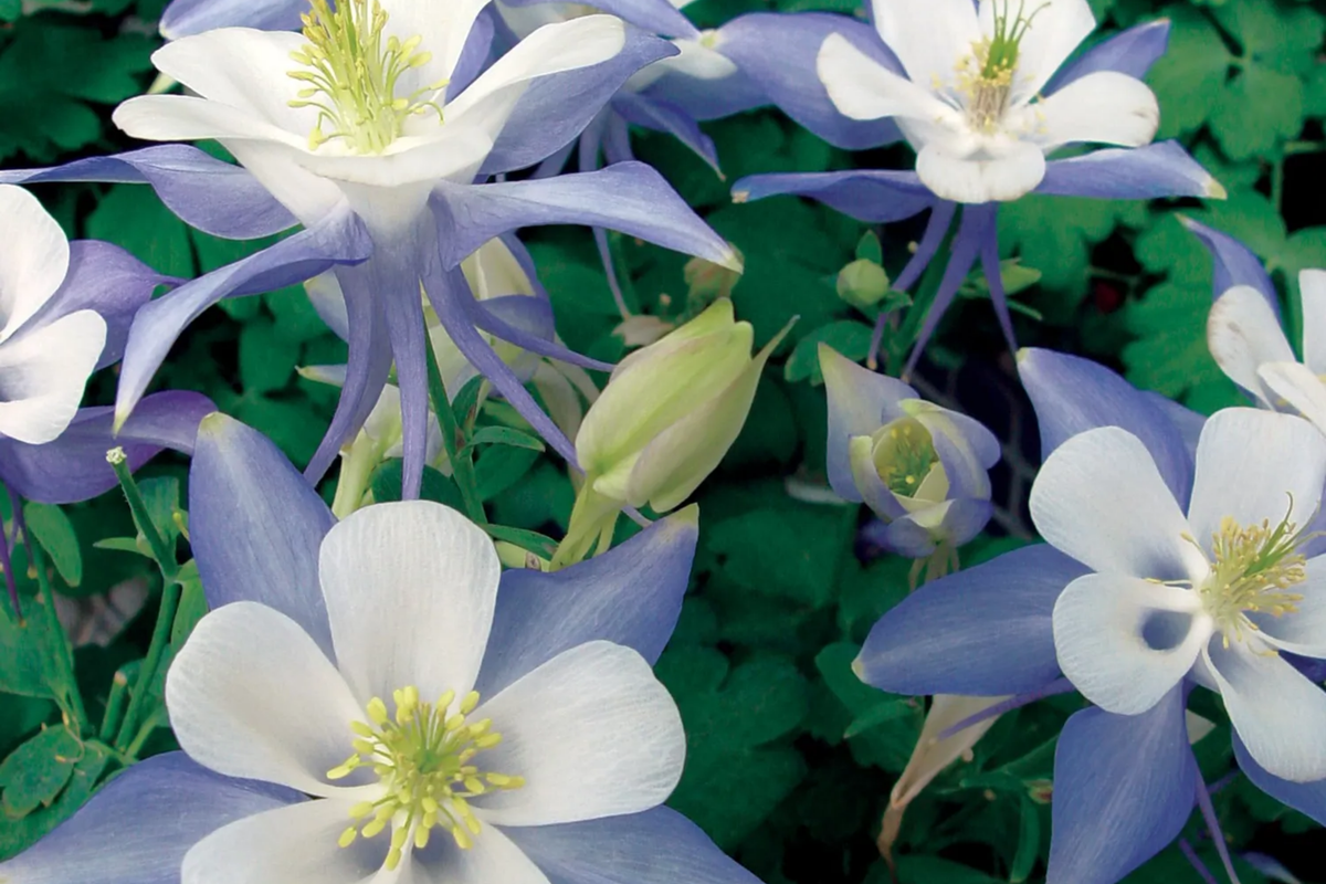 Blue Star Columbine Seeds | Non-GMO | Aquilegia caerulea | Flower Seeds for Garden | Free Shipping