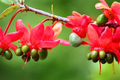 Mickey Mouse Plant Seeds - 35 Fresh Ochna Serrulata Seeds - Rare Yellow Flowering Bonsai