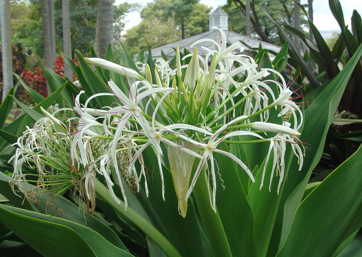 Crinum Lily Amoenum White Spider Lily - Live Rooted Starter Plant