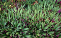 Dwarf Oyster Plant (Tradescantia spathacea) Bare Root - 6 Live Plants | Moses in the Basket