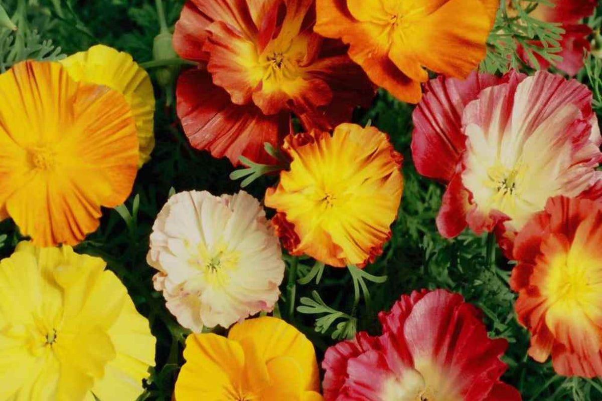 California Poppy Seeds - Ballerina Mix - Flower Seeds - Eschscholzia californica - Free Shipping