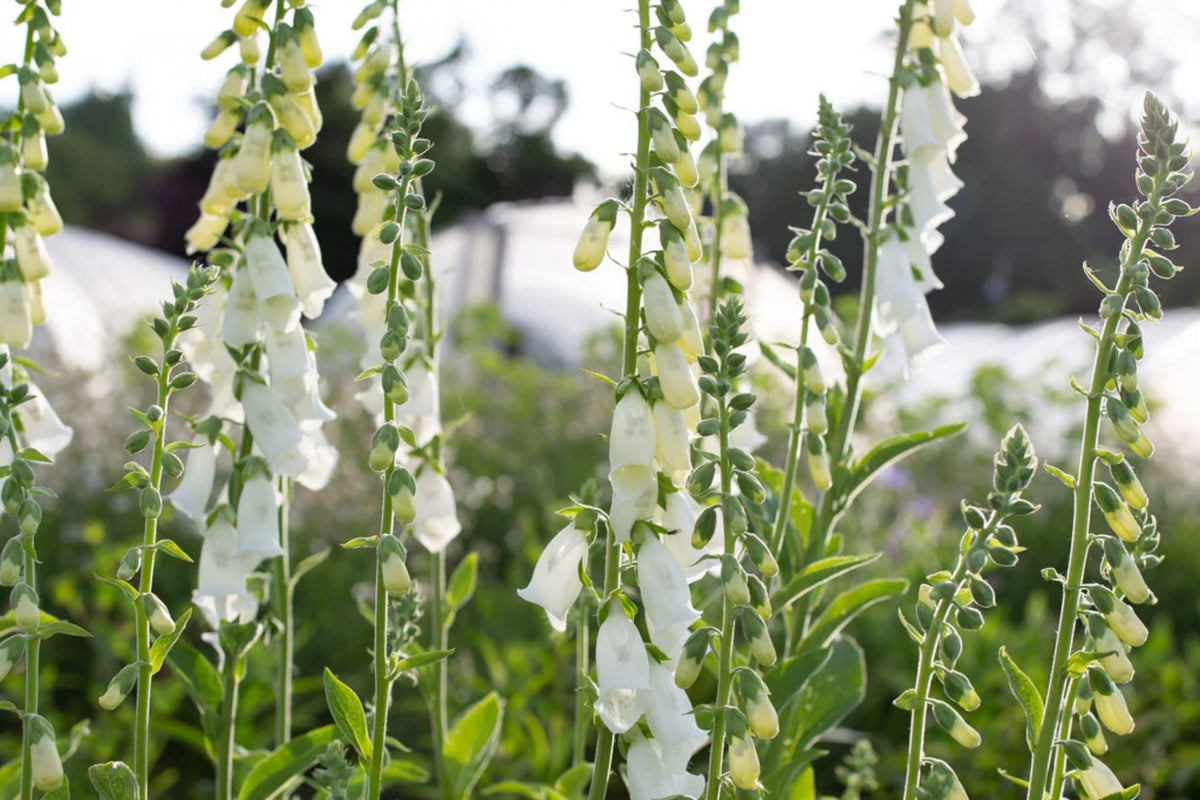 Alba Foxglove Seeds - Non-GMO - Digitalis purpurea - Flowering Plant Seeds for Garden Planting