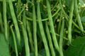 Yard Long Green Bean Seeds - Non-GMO Garden Seeds - 40+ Seeds - USA Grown