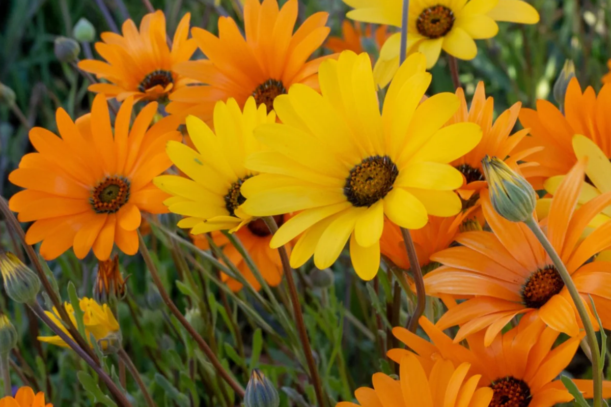 African Daisy Seeds - Heirloom Non-GMO Flower Seeds - Osteospermum 1177 - Garden Planting Supplies