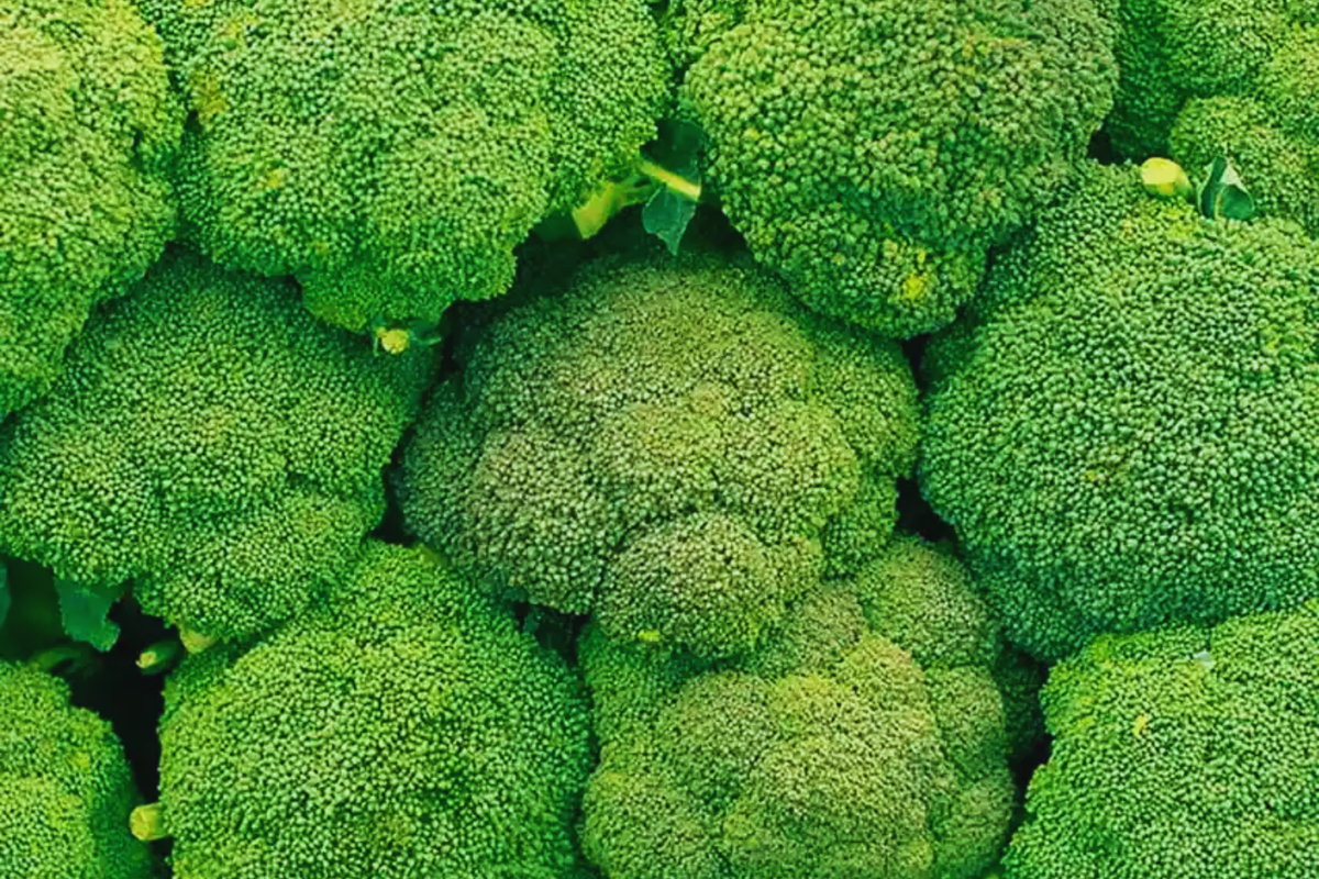 Broccoli Seeds | Non-GMO Heirloom Variety | Fresh Garden Seeds | Brassica oleracea