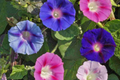 Morning Glory Climbing Vine Seeds - 100 Seeds Packet - Colorful Flowers - Ipomoea purpurea