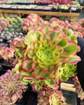 Aeonium 'Halloween' Cutting (Madeira Rose) - Unrooted 3–5" Succulent Cutting