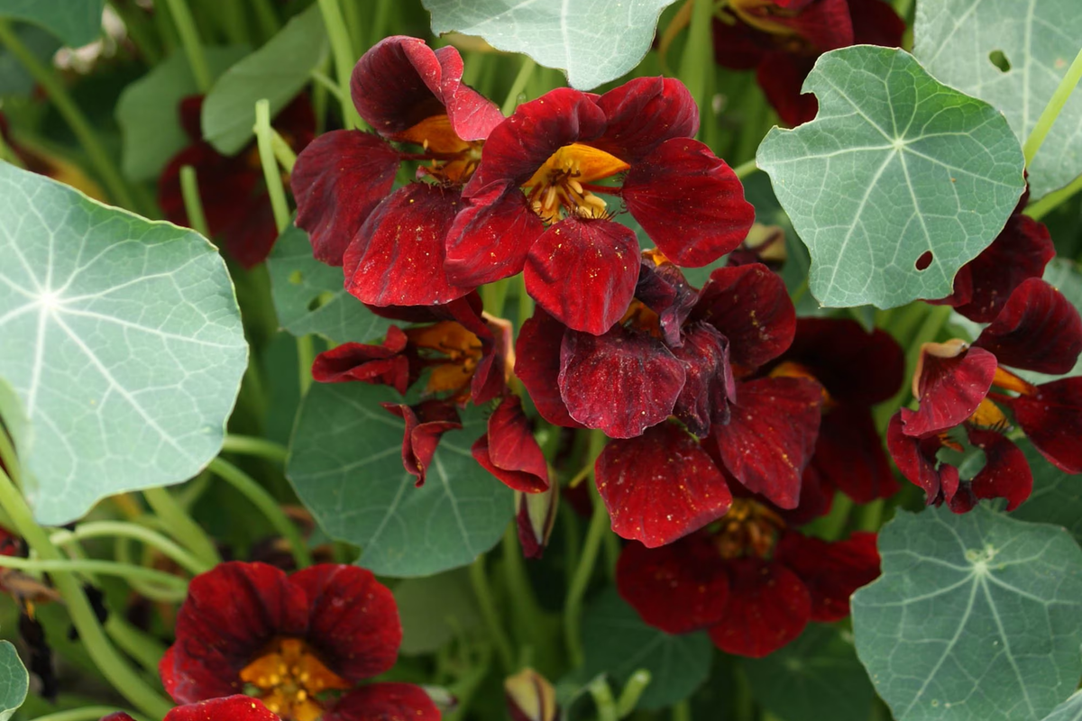 Nasturtium Seeds - Black Velvet Heirloom Non-GMO | Flowering Edible Plants | Tropaeolum majus