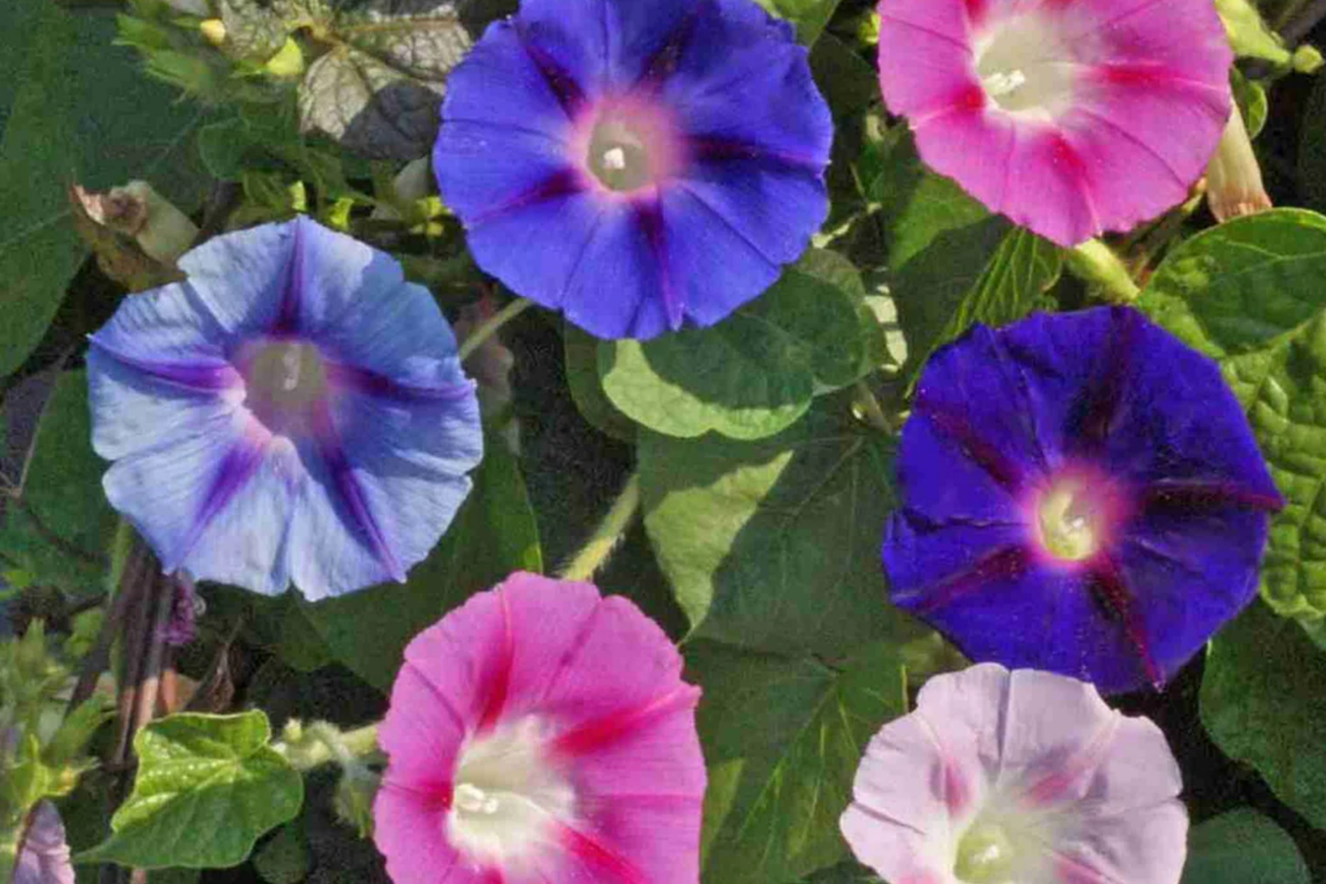 Morning Glory Climbing Vine Seeds - 100 Pack - Mixed Color Varieties - Ipomoea tricolor