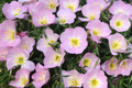 Showy Evening Primrose Seeds | Non-GMO | Oenothera speciosa | Bulk Pack for Gardening