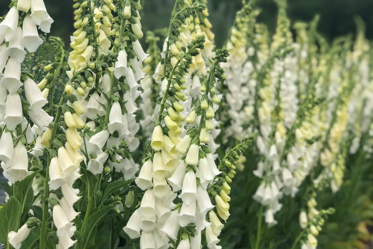 Alba Foxglove Seeds | Non-GMO | Digitalis purpurea | Flower Seeds for Garden