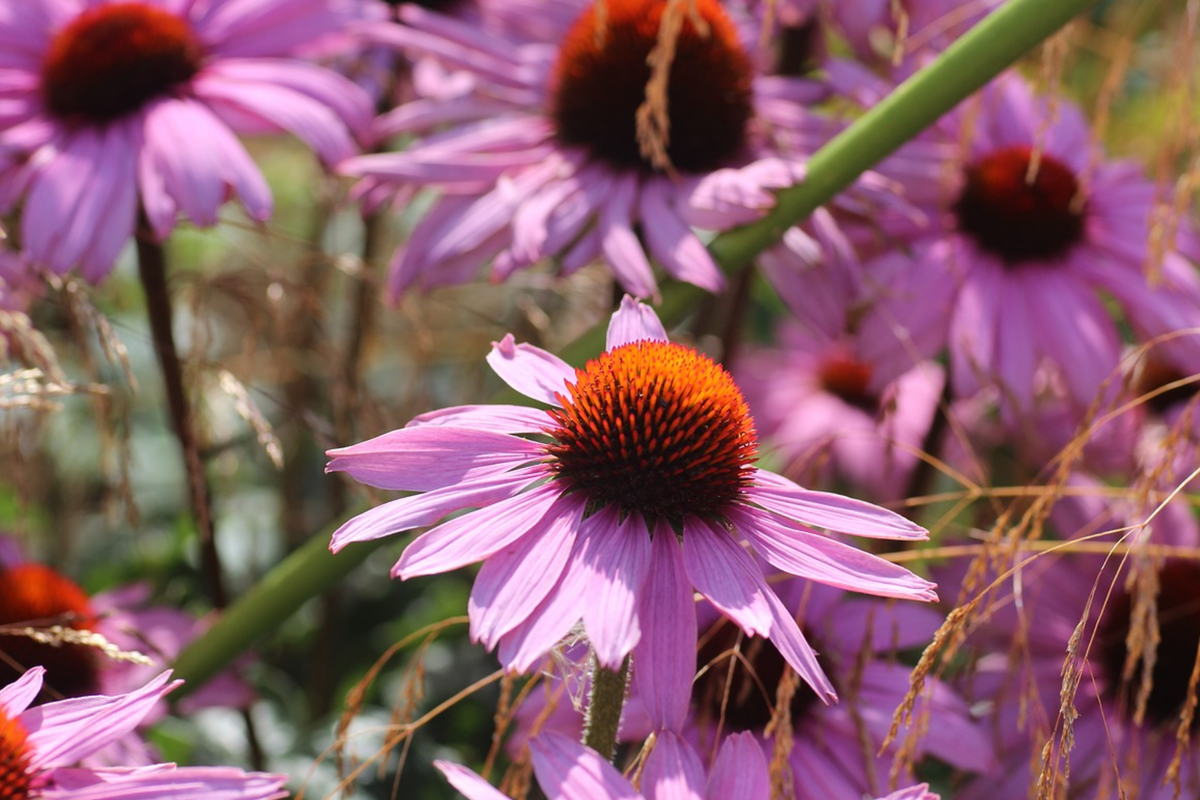 Echinacea Coneflower Seeds - 1000+ Double Flower Perennial Seeds for Planting - Echinacea purpurea