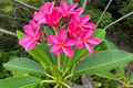 Plumeria Seeds - Mexican Red Frangipani (P. rubra) - Tropical Flowering Tree Seeds