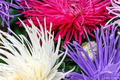 Ostrich Feather Mix Aster Seeds | 50-500 Seeds | Colorful Flower Varieties | Aster spp.