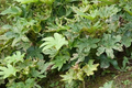 Fatsia japonica 'Spider's Web' - 2 Rooted Starter Plants in 1 Qt Pots