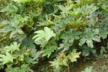 Fatsia japonica 'Spider's Web' - 2 Rooted Starter Plants in 1 Qt Pots