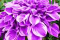 Purple Hosta Seeds - Perennial Plant Seeds for Outdoor Garden - Hosta Plantaginea