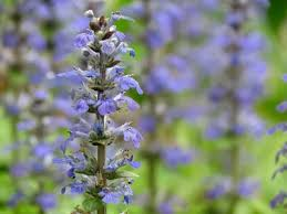 Ajuga reptans ‘Chocolate Chip’ — Chocolate Chip Carpet Bugle, 4-Inch Live Plant