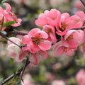 Pink Flowering Quince Tree (Chaenomeles speciosa) Bare Root Live Sapling