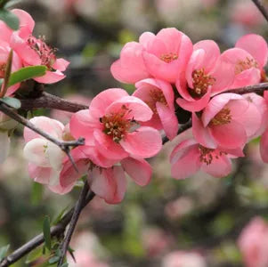 Pink Flowering Quince Tree (Chaenomeles speciosa) Bare Root Live Sapling