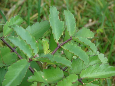 Leaf of Life Kalanchoe pinnata Starter Plants - 2 Live Plants, 6–8 inches