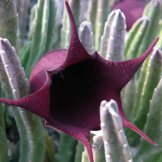 Black Bell Stapelia Huernia leendertziae Live Starter Plant - Bareroot