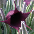 Black Bell Stapelia Huernia leendertziae Live Starter Plant - Bareroot