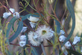 Blue Gum Eucalyptus Starter Plant (Eucalyptus globulus) – 1′-2′ Tall Live Plant