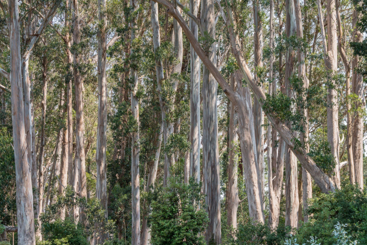 Blue Gum Eucalyptus Starter Plant (Eucalyptus globulus) – 1′-2′ Tall Live Plant