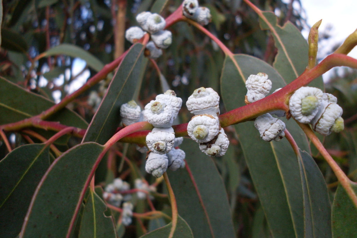 Blue Gum Eucalyptus Starter Plant (Eucalyptus globulus) – 1′-2′ Tall Live Plant