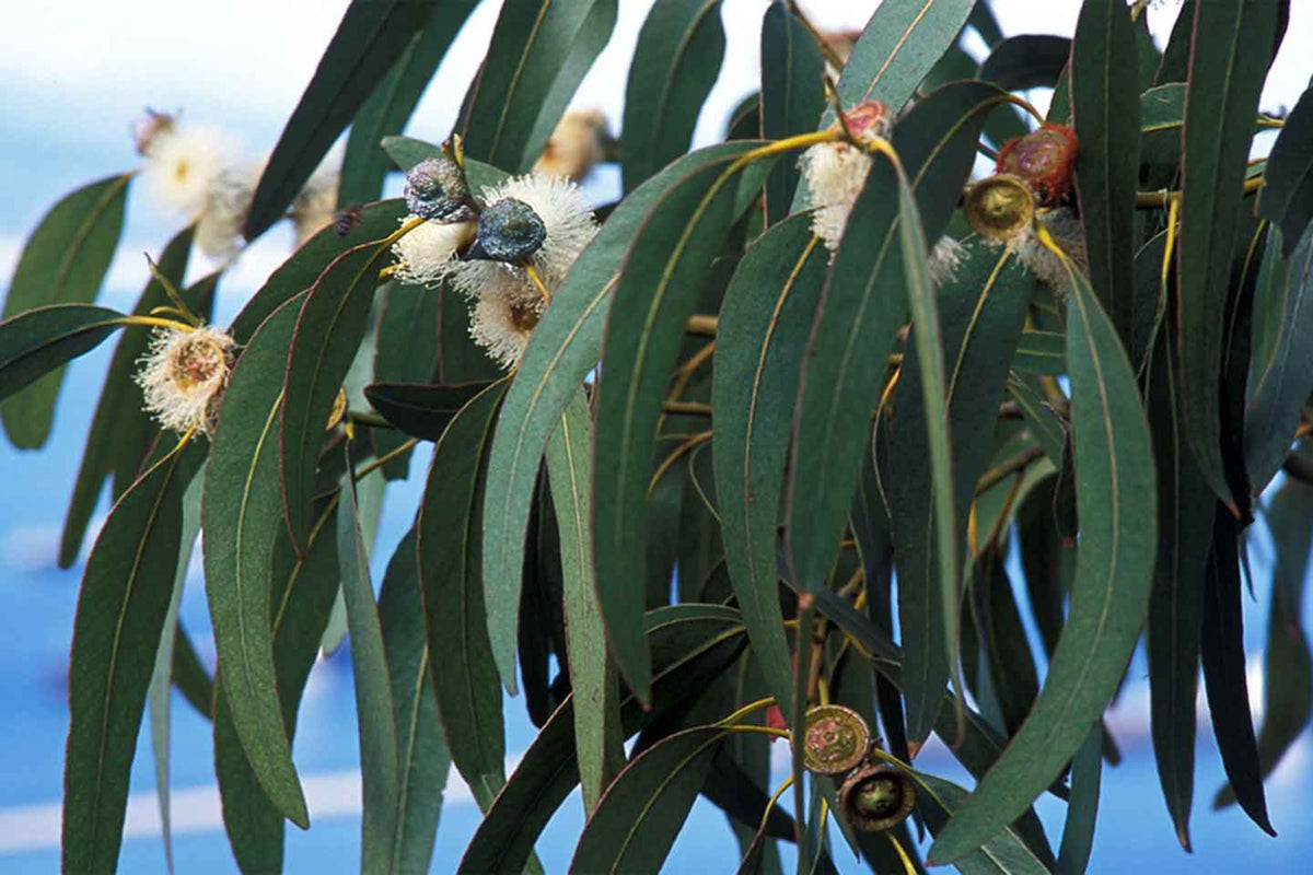 Blue Gum Eucalyptus Starter Plant (Eucalyptus globulus) – 1′-2′ Tall Live Plant